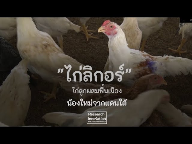 "ไก่ลิกอร์  ไก่ลูกผสมพื้นเมือง น้องใหม่จากแดนใต้